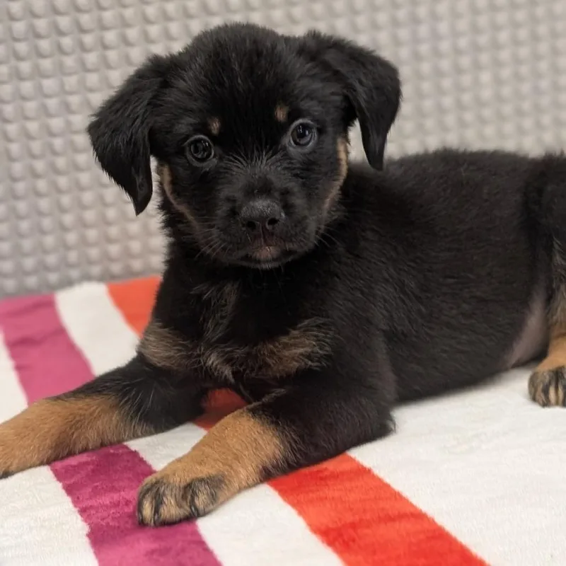 A baby small-sized female Black Mixed Breed dog named Razzledazzle for adoption in Bryan, TX