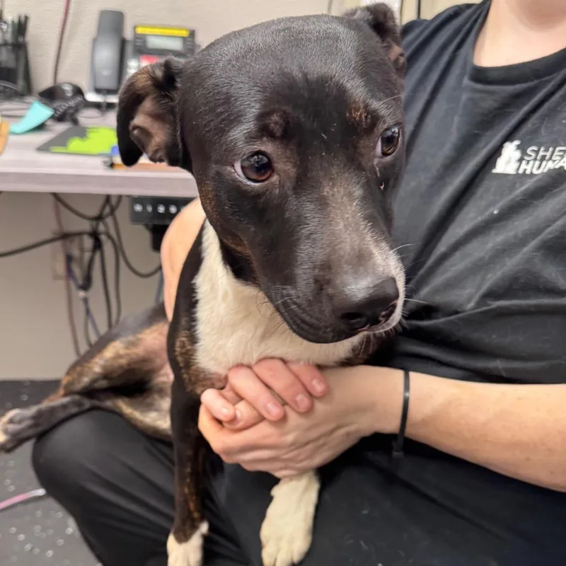 A young medium-sized female Black Mixed Breed dog named Fern for adoption in Columbiana, AL