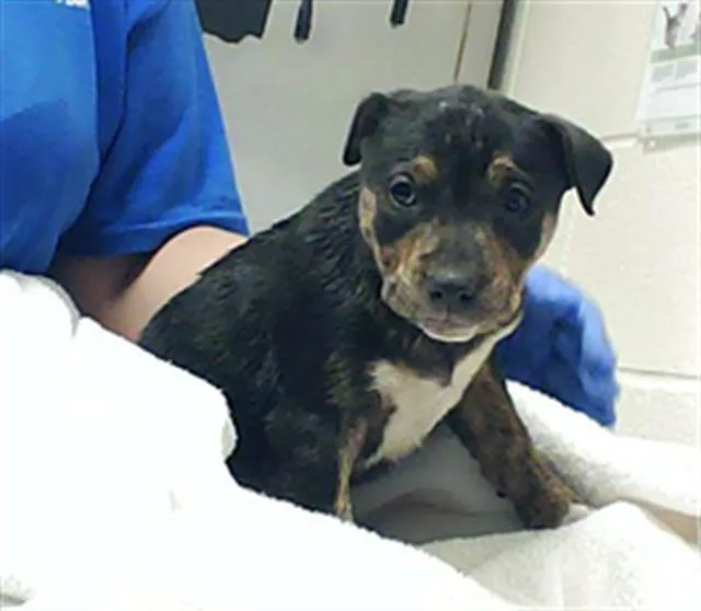 A baby small-sized female Pit Bull Terrier dog named A for adoption in Fayetteville, NC