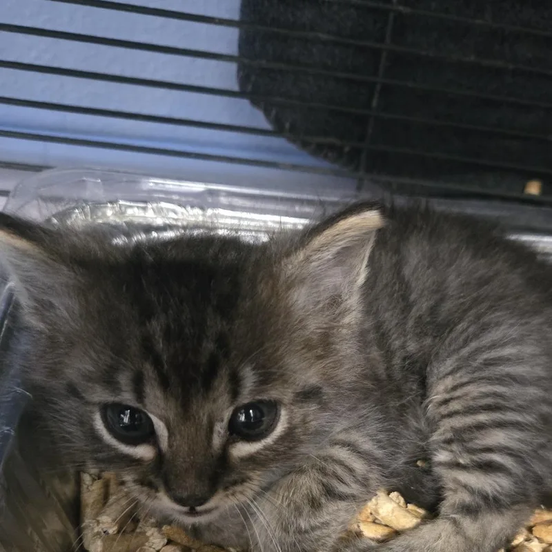 A baby small-sized male Black Domestic Medium Hair cat named Oyster for adoption in Desert Hot Springs, CA