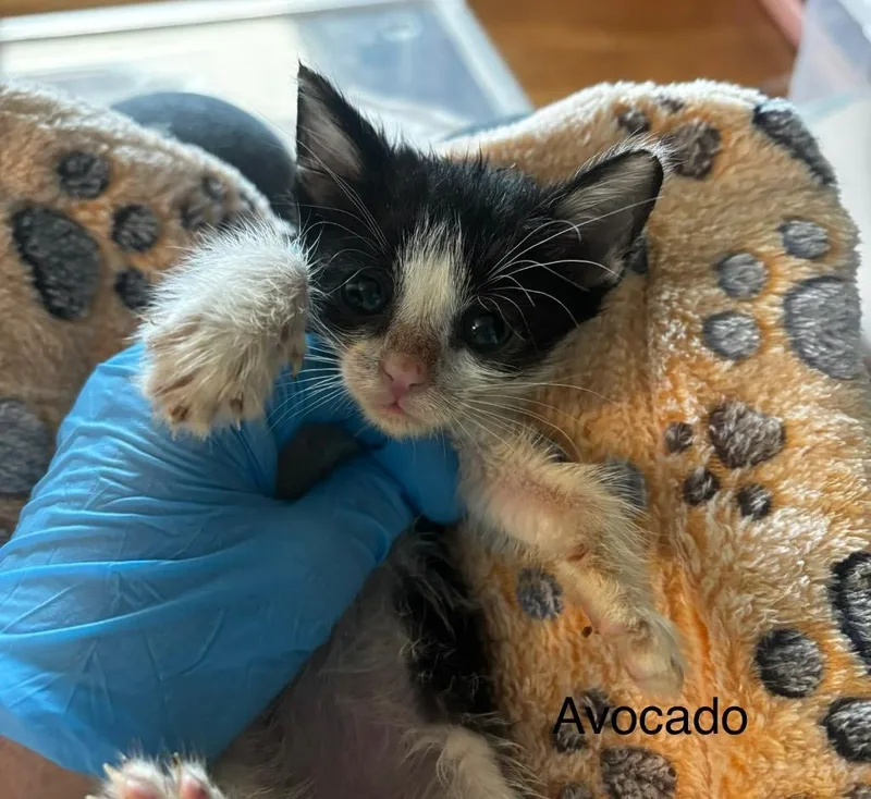 A baby medium-sized male Domestic Short Hair cat named Avocado for adoption in Johnson City, TN