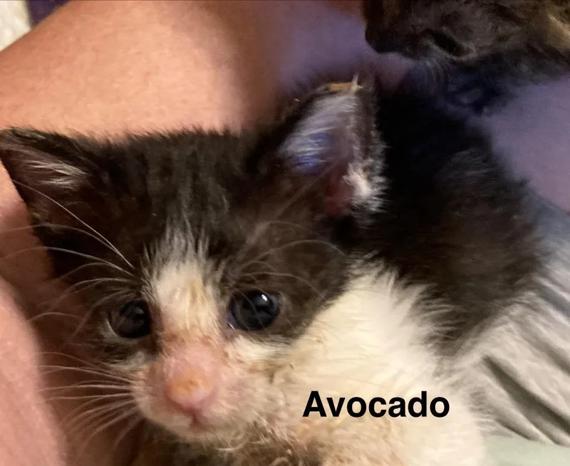 Avocado thumbnail 2