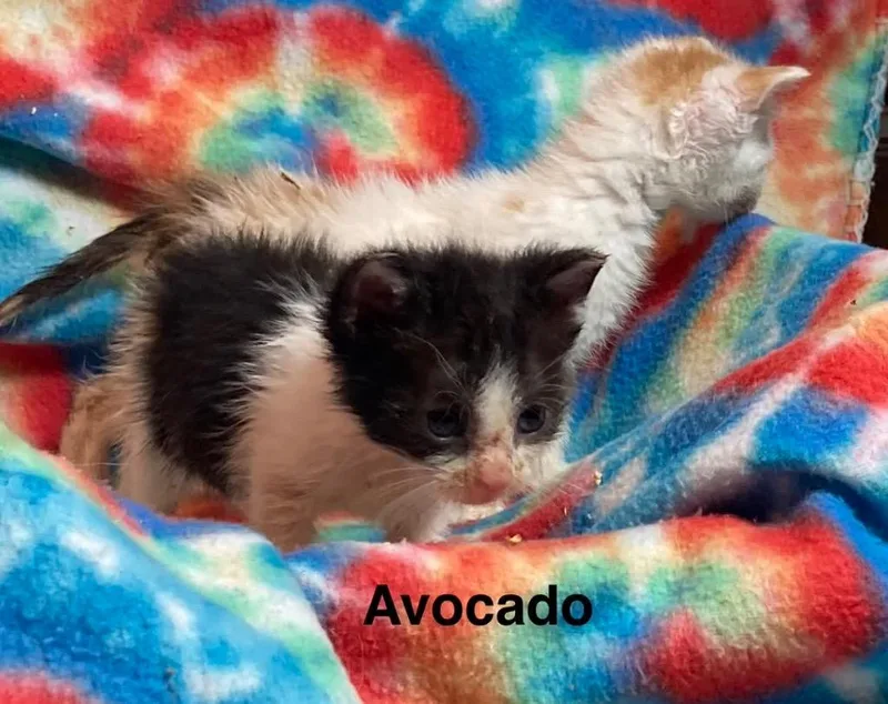 Avocado thumbnail 3