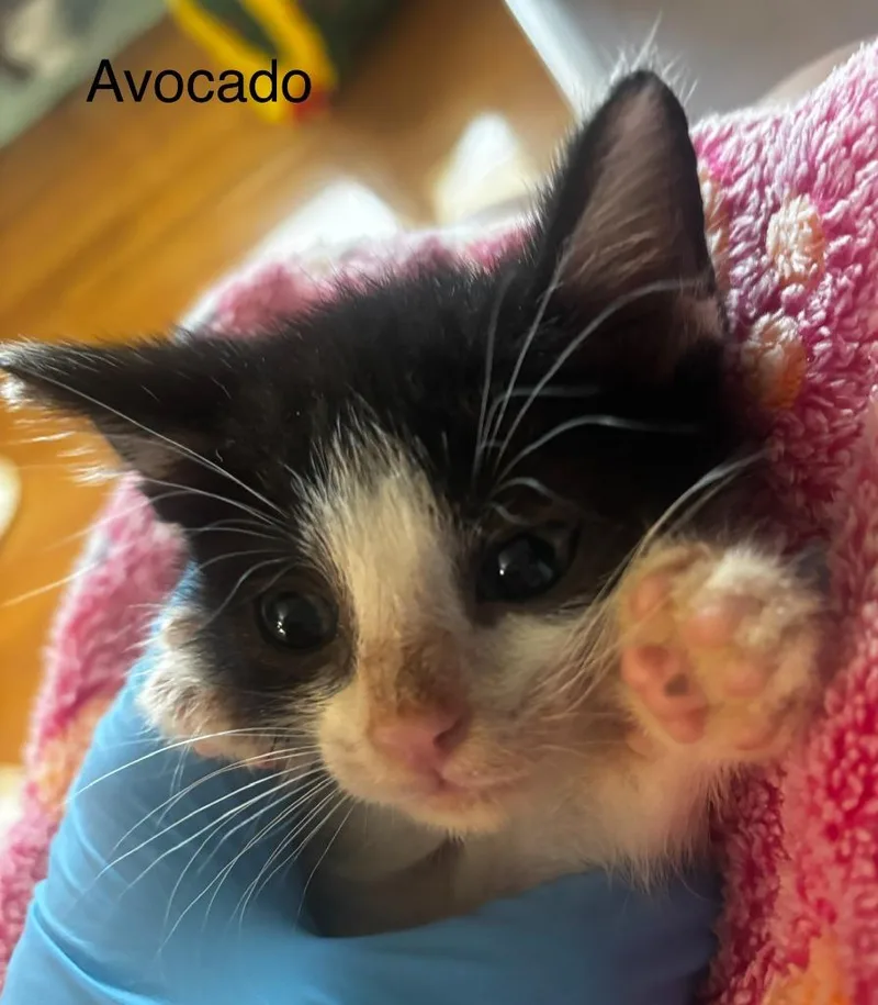 Avocado thumbnail 4
