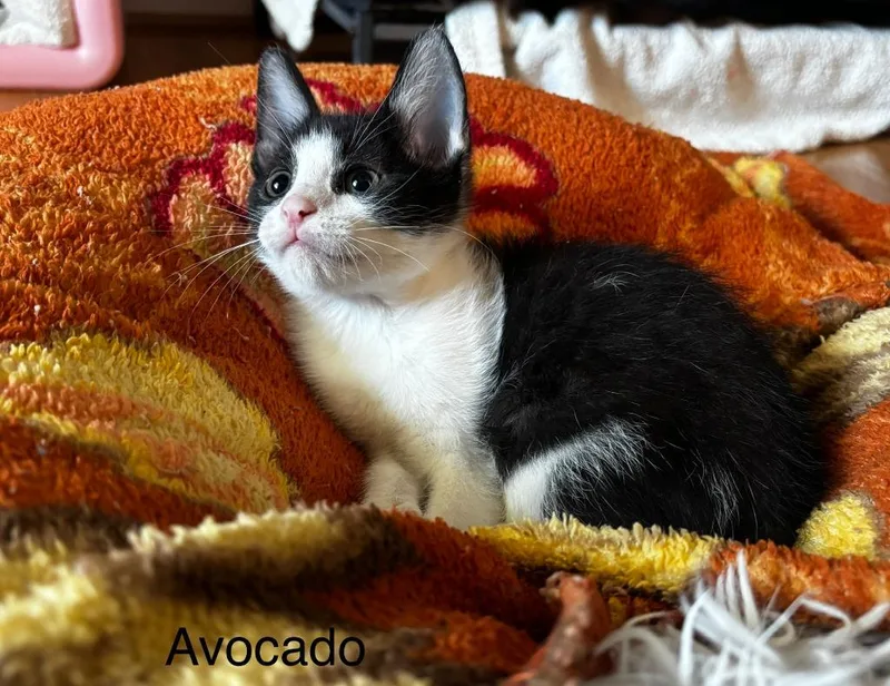 Avocado thumbnail 5