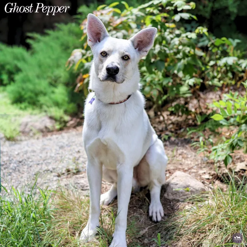 Ghost Pepper thumbnail 5