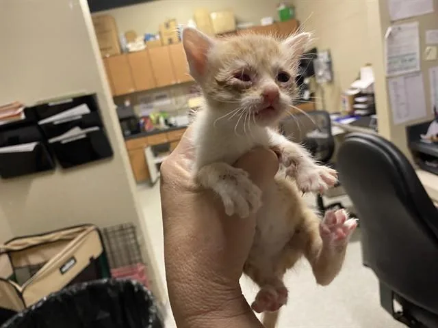 A baby small-sized female Domestic Short Hair cat named Pippin for adoption in Modesto, CA