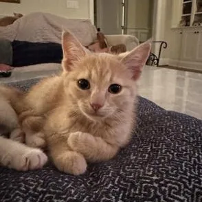 A baby medium-sized male Tabby (Orange / Red) Domestic Short Hair cat named Gray for adoption in Richmond, VA