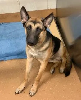A young large-sized male German Shepherd Dog dog named King for adoption in Allen, TX