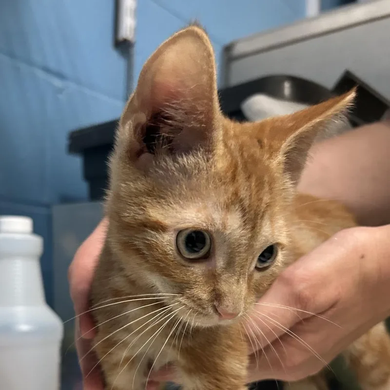 A baby small-sized male Orange / Red Domestic Short Hair cat named Mario for adoption in Newport, NC