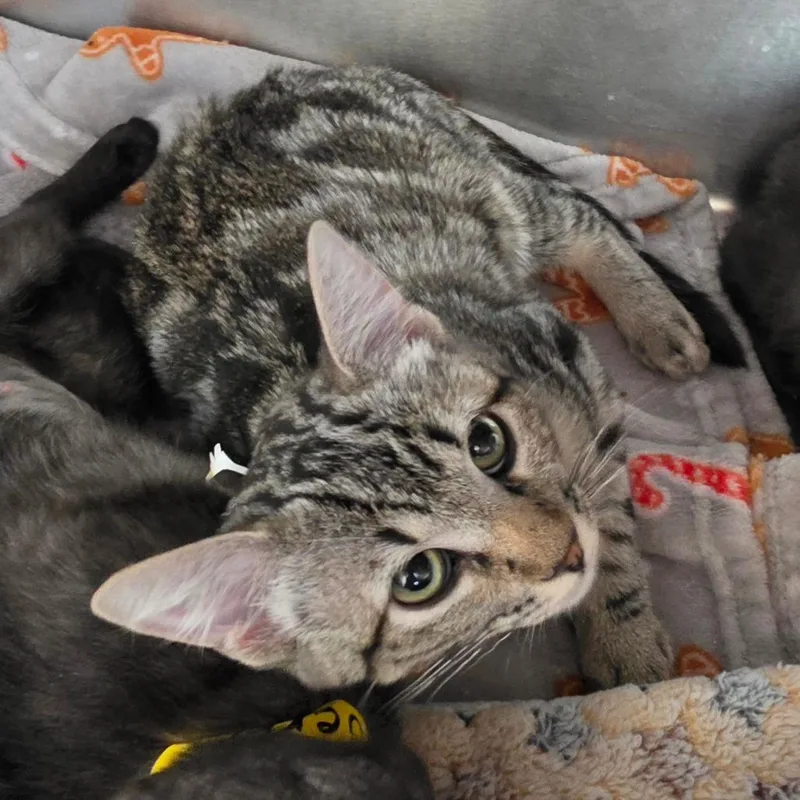 A baby small-sized female Brown / Chocolate Domestic Short Hair cat named Firenado for adoption in Las Vegas, NV