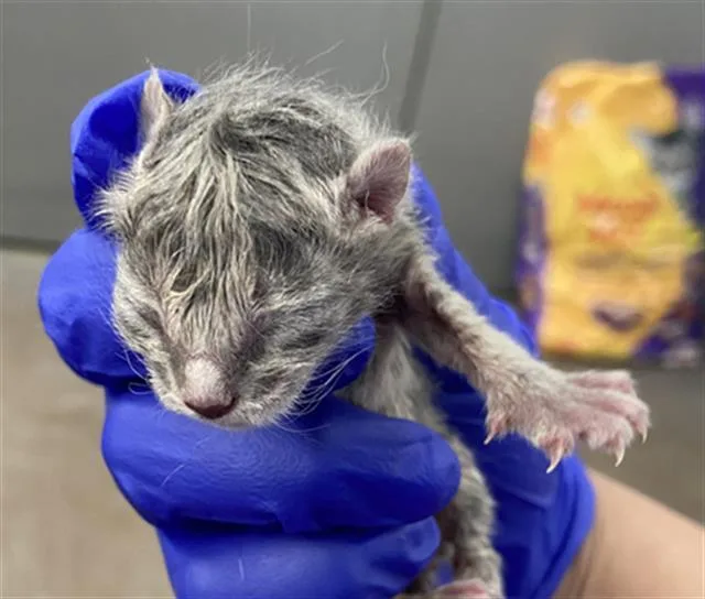 A baby medium-sized male Domestic Short Hair cat named Silver for adoption in Dallas, TX