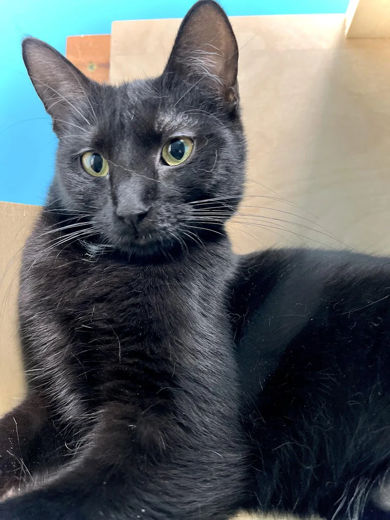 A young medium-sized female Domestic Short Hair cat named Wednesday for adoption in Estherville, IA