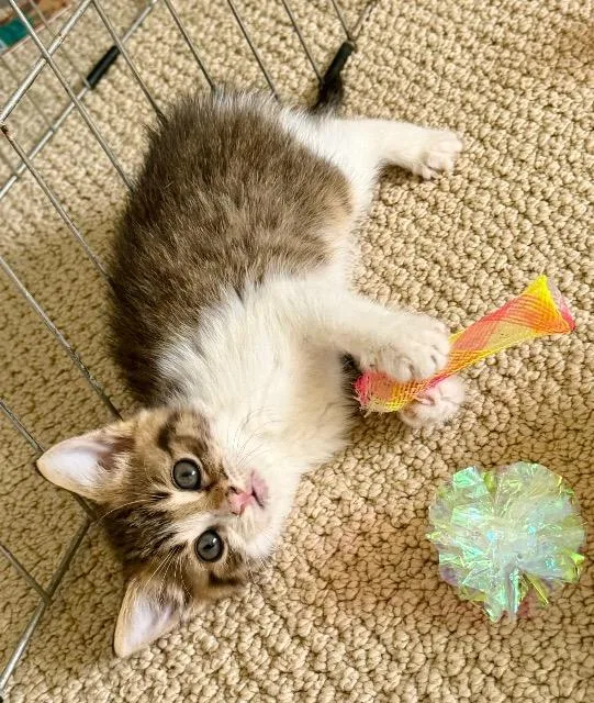 A baby medium-sized female Domestic Short Hair cat named Frankincense for adoption in Cincinnati, OH