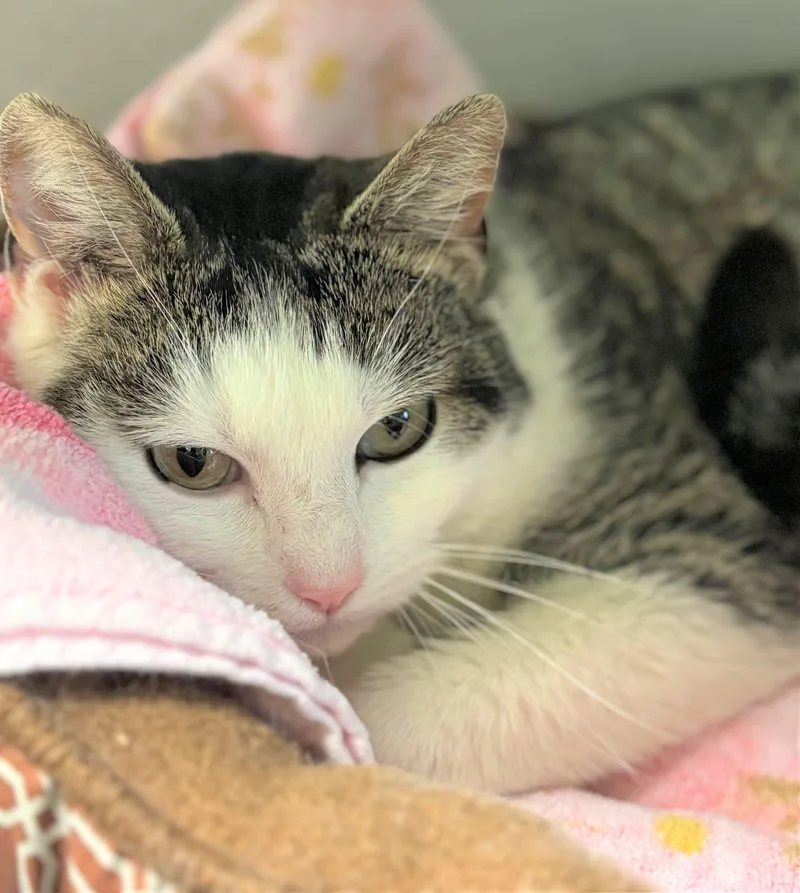 An adult medium-sized female Domestic Short Hair cat named Lady Gyo for adoption in Iowa City, IA