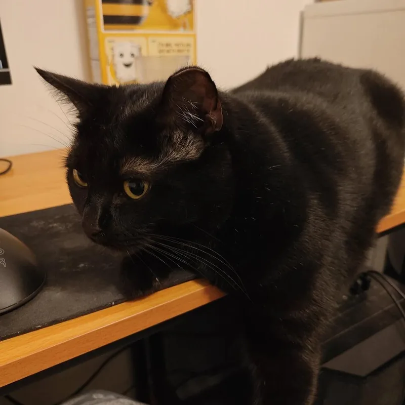 An adult large-sized female Black Bombay cat named Baby for adoption in West Palm Beach, FL