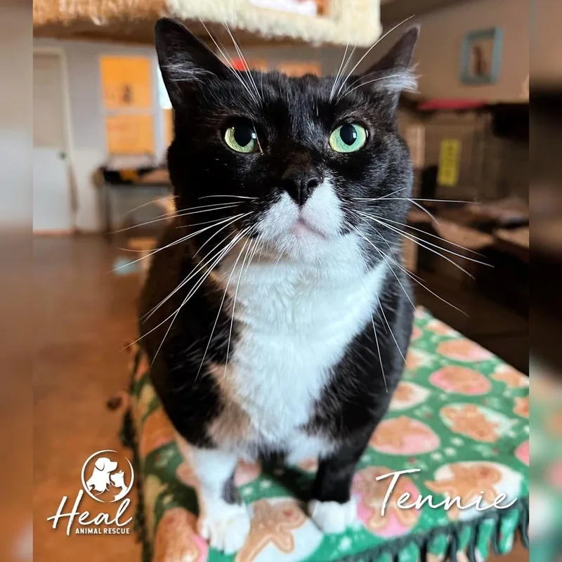 An adult small-sized male Black Domestic Short Hair cat named Tennie for adoption in Youngwood, PA