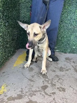 A baby small-sized female Yellow / Tan / Blond / Fawn Mixed Breed dog named Jasmine for adoption in El Paso, TX