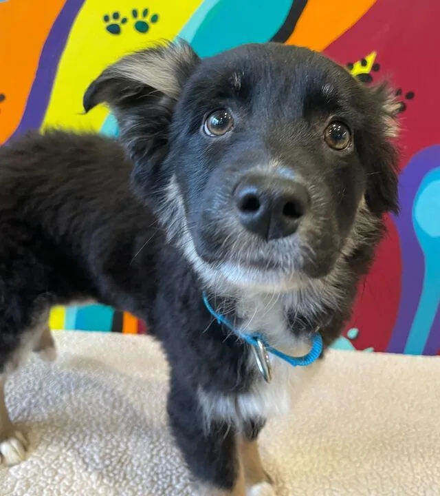 A baby small-sized male Corgi dog named Tippy for adoption in Jackson, MI