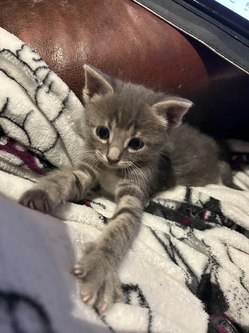 A baby small-sized male Domestic Short Hair cat named Benny for adoption in Long Beach, CA