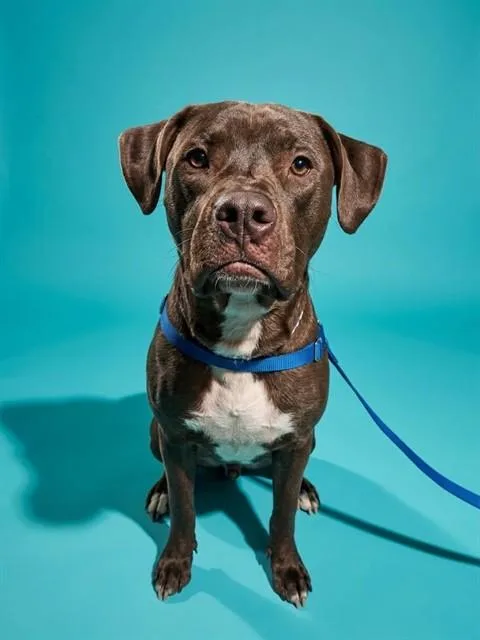 A young large-sized male Mixed Breed dog named Coryo for adoption in Jacksonville, FL