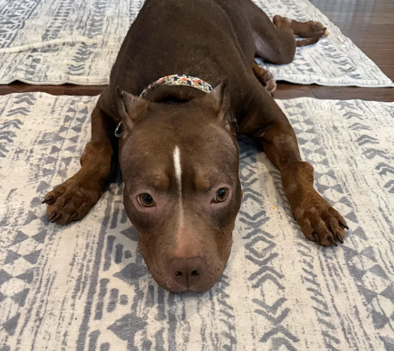 A young medium-sized female Mixed Breed dog named Willow Why Won’t Anyone for adoption in Conway, SC