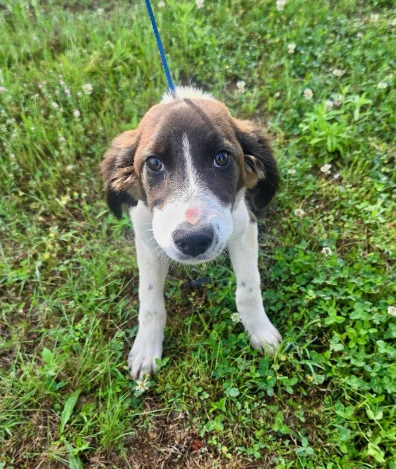 A baby medium-sized female Labrador Retriever dog named Michigan Alyssa for adoption in Wakefield, RI