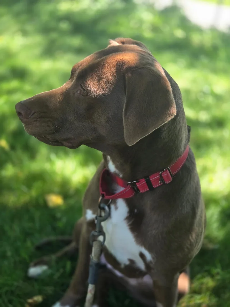 An adult medium-sized female Brown / Chocolate Chocolate Labrador Retriever dog named Ruby for adoption in Elyria, OH