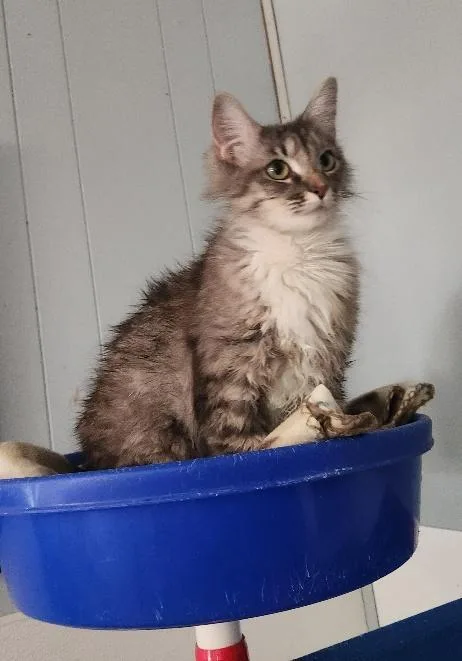Mom Cat