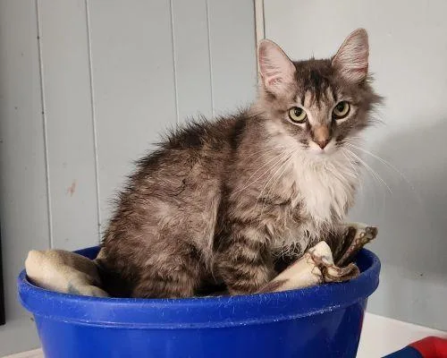 Mom Cat thumbnail 2