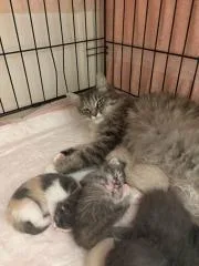 Mom Cat thumbnail 3