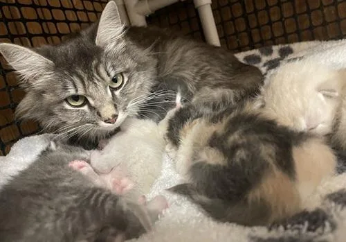Mom Cat thumbnail 4
