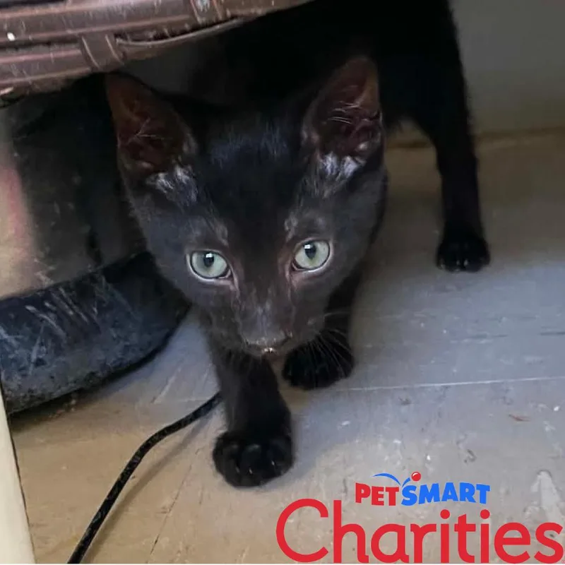 A baby small-sized male Black Domestic Short Hair cat named Bamm Bamm for adoption in St. Helena, CA