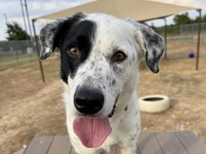 An adult large-sized male White / Cream Mixed Breed dog named Patch for adoption in Georgetown, TX