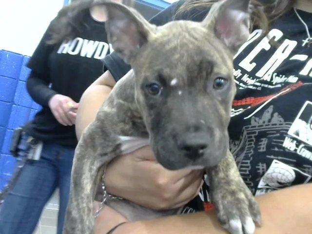 A baby small-sized female Pit Bull Terrier dog named Nita for adoption in Albuquerque, NM