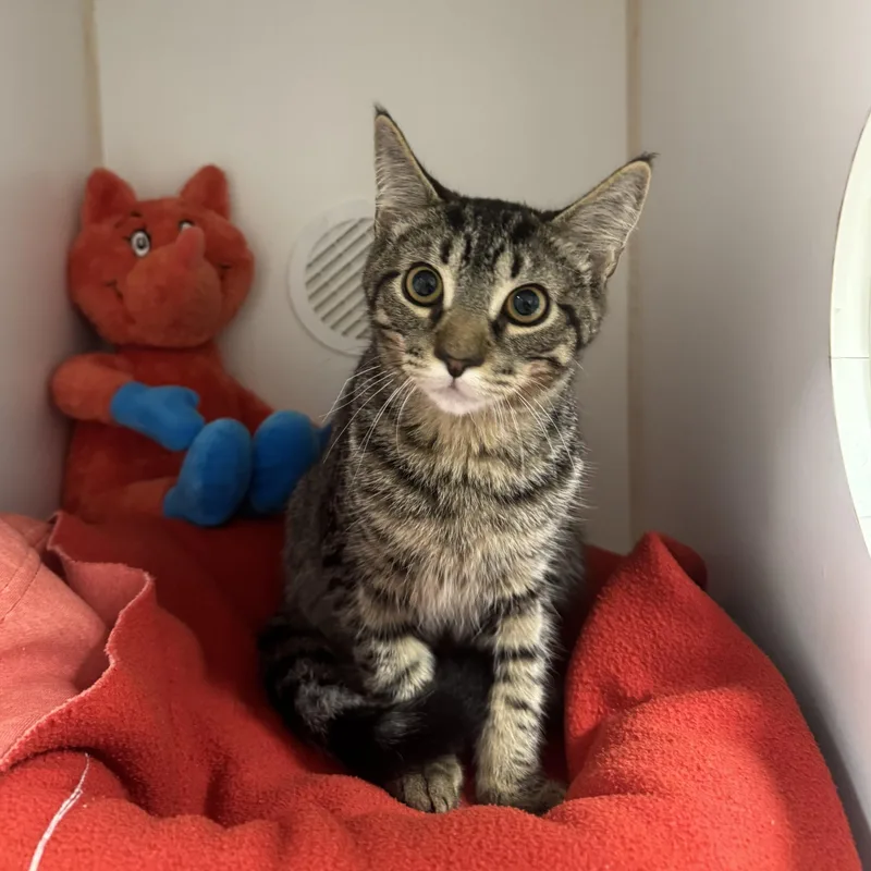 A young medium-sized male Domestic Short Hair cat named Batman for adoption in Reisterstown, MD