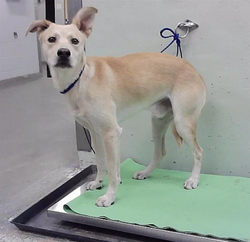 A young large-sized male Labrador Retriever dog named Arlo for adoption in Houston, TX