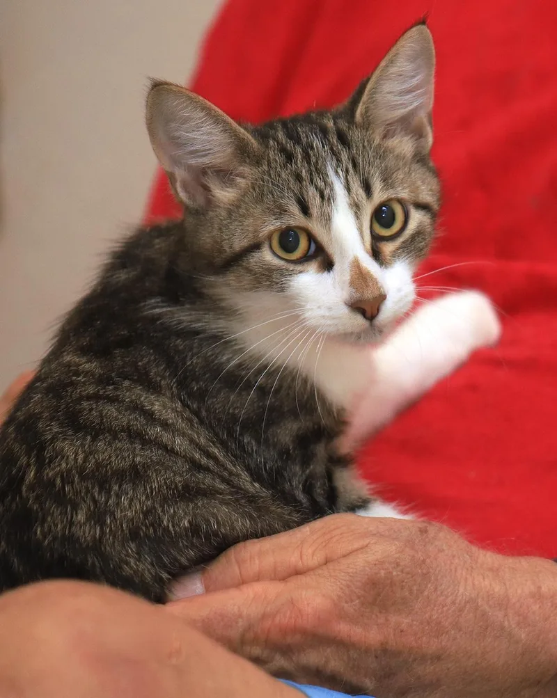 A baby medium-sized male Domestic Short Hair cat named Haaland for adoption in North Fort Myers, FL