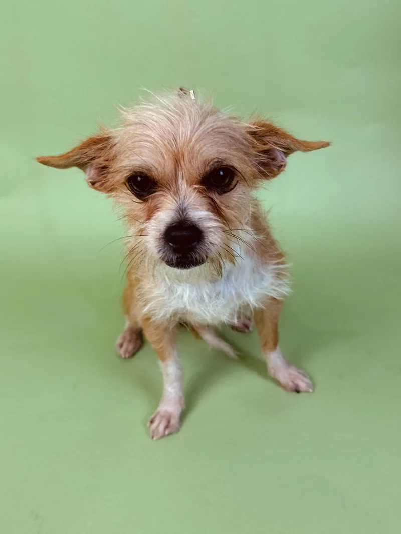 An adult small-sized female White / Cream Terrier dog named Endora for adoption in Alvin, TX