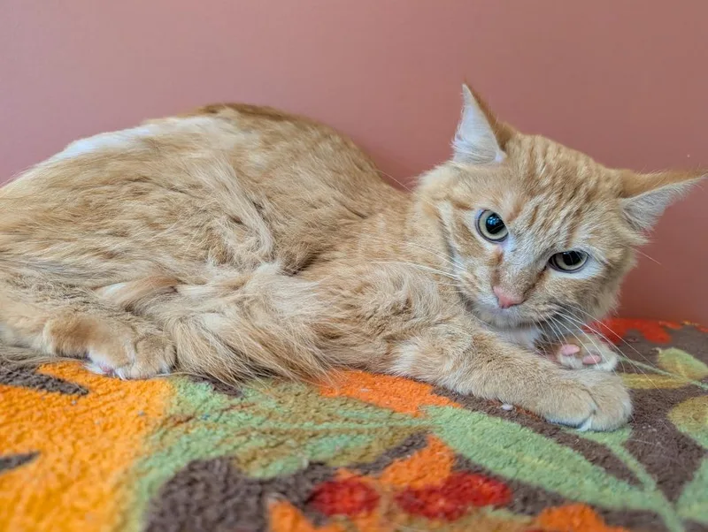 A young medium-sized male Domestic Long Hair cat named Doug for adoption in Superior, WI