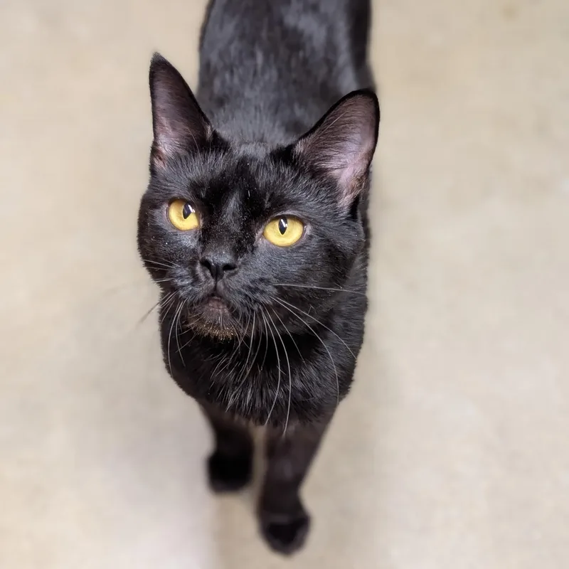 A senior large-sized female Black Domestic Short Hair cat named Mia for adoption in HANSON, MA