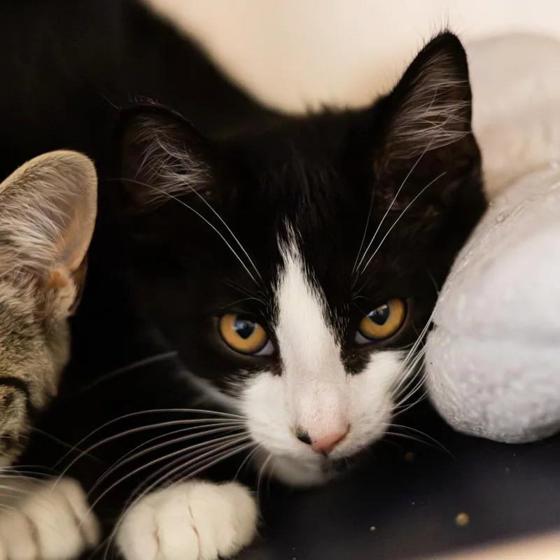 A baby small-sized male Black Domestic Short Hair cat named Konecny for adoption in Newark, DE