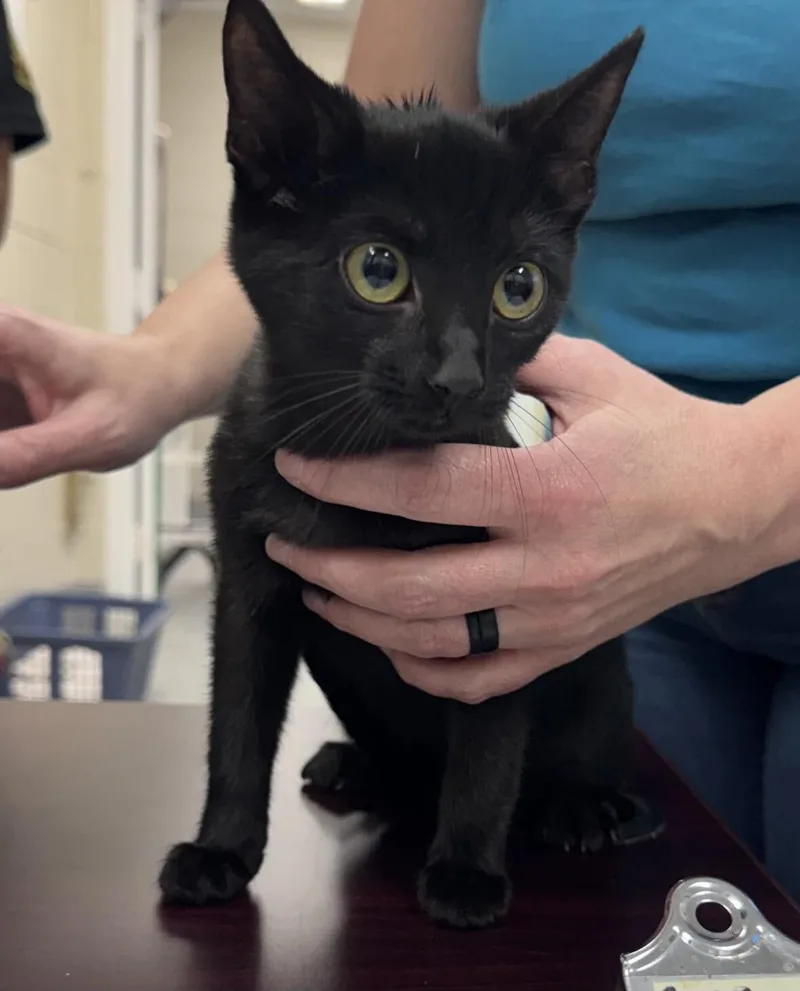 A young medium-sized female Black Domestic Short Hair cat named Akasha for adoption in Burgaw, NC