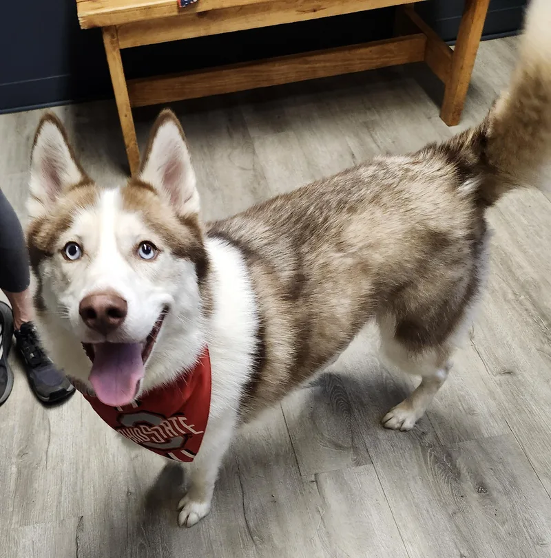 An adult medium-sized male Red / Chestnut / Orange Husky dog named Cheese Curd for adoption in Mansfield, OH