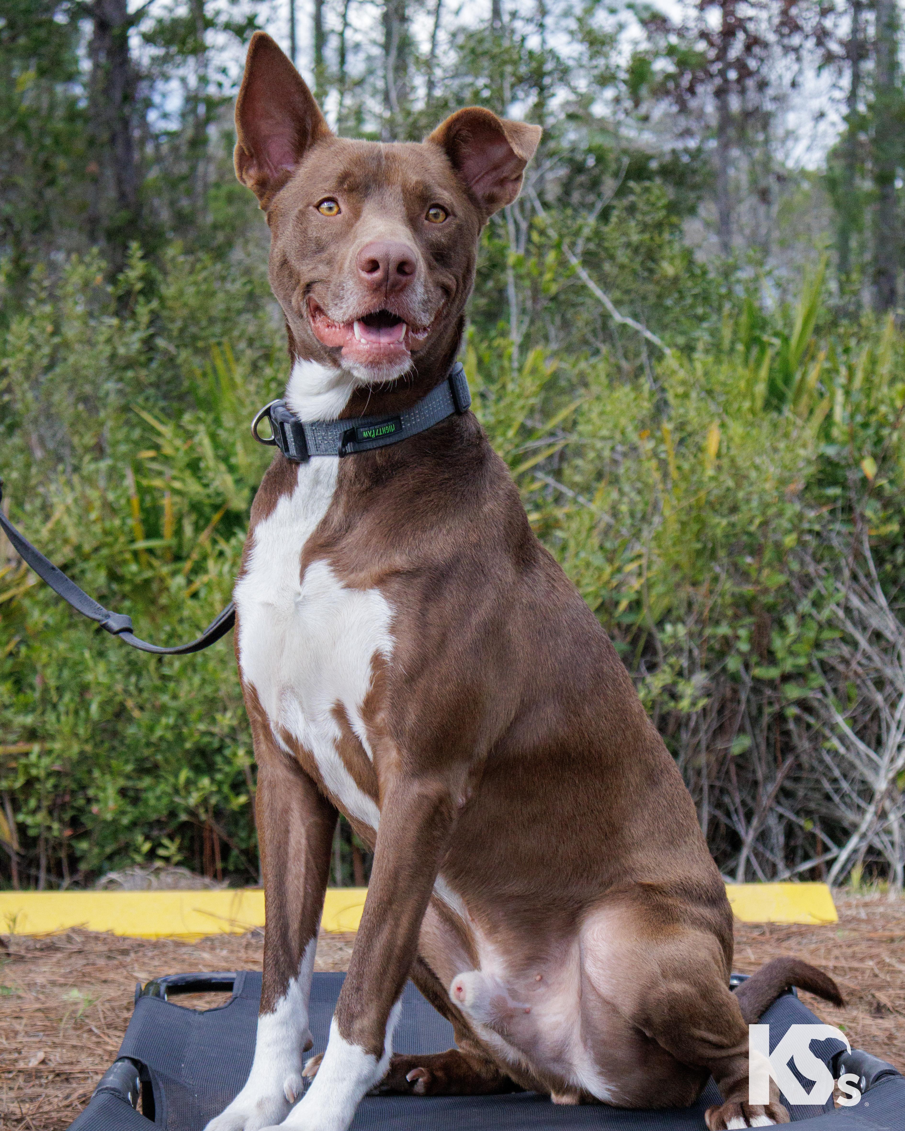 A young medium-sized male Red / Chestnut / Orange Australian Kelpie dog named Bucky for adoption in Ponte Vedra, FL