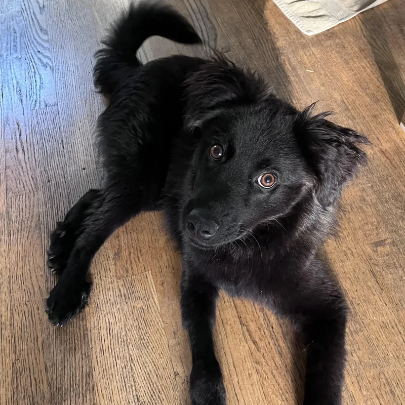 A young medium-sized male Retriever dog named Winston for adoption in Palatine, IL