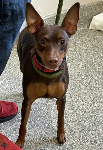 An adult small-sized male Miniature Pinscher dog named Ross for adoption in Kansas City, MO