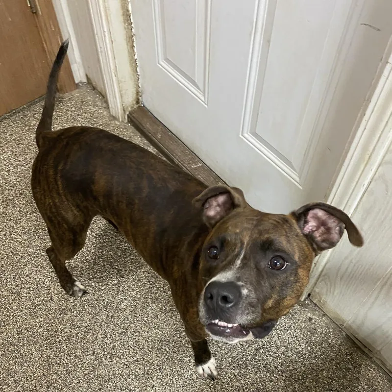 An adult medium-sized male Brown / Chocolate Pit Bull Terrier dog named Moose Tracks for adoption in Columbia, MO