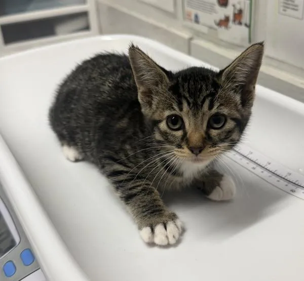 A baby small-sized female Domestic Short Hair cat named Feta for adoption in Escondido, CA