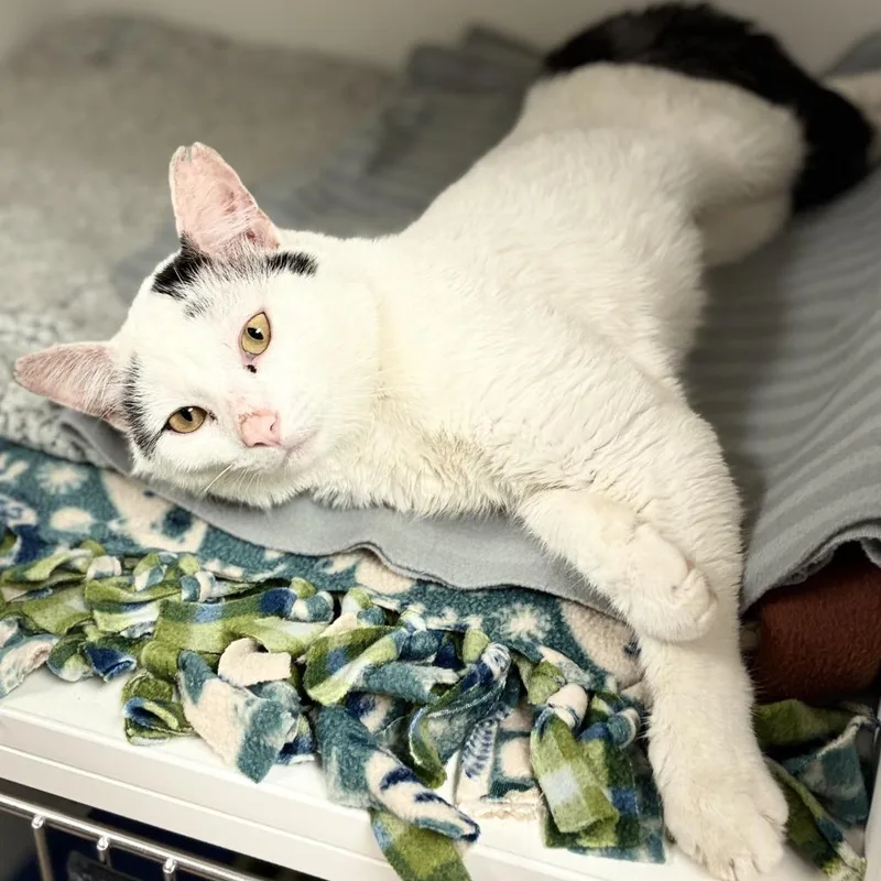 An adult large-sized male White Domestic Short Hair cat named Muddy Buddy for adoption in South Elgin, IL